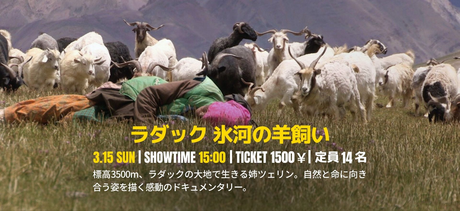 ラダック 氷河の羊飼い
