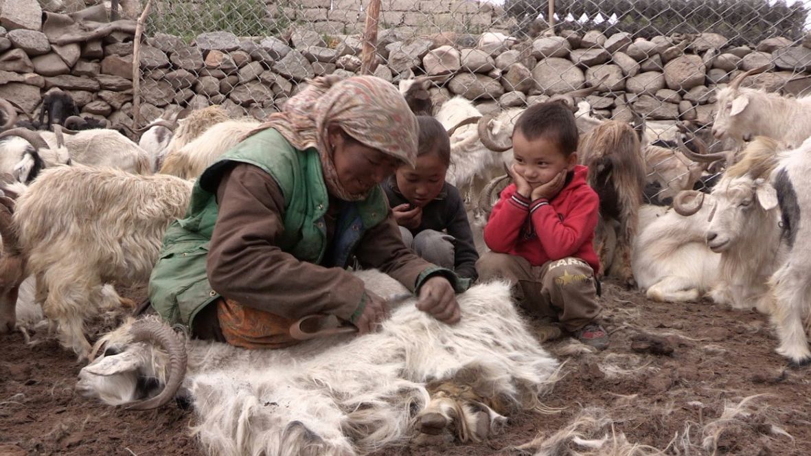 ラダック　氷河の羊飼い
