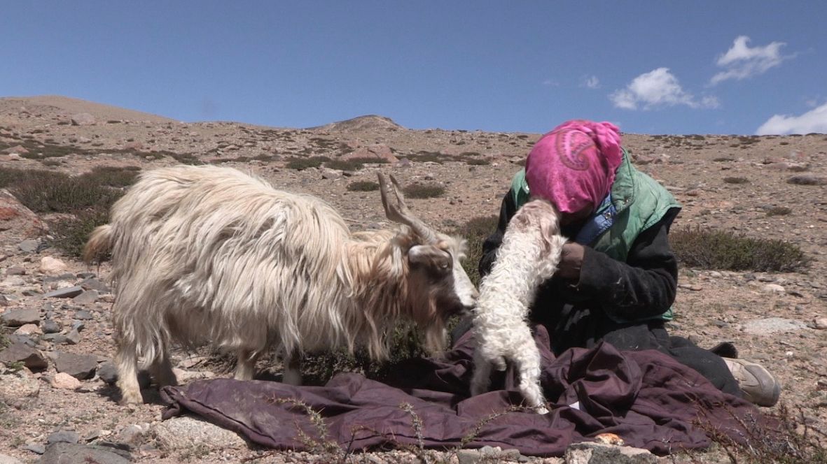 ラダック　氷河の羊飼い